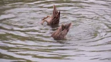 Diving Ducks