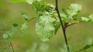 Roket üzerinde yağmur