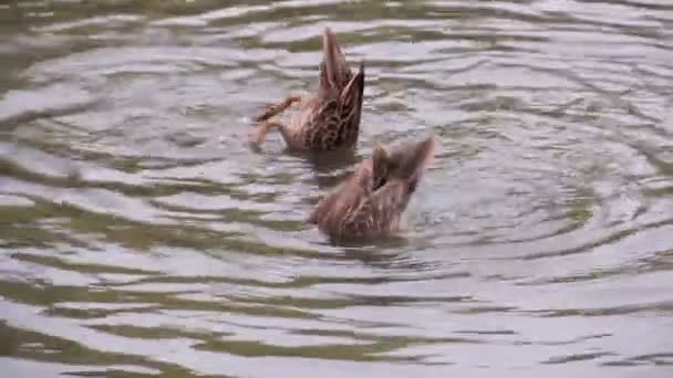 Diving Ducks — Stock Video