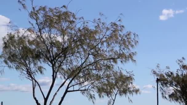 Деревья на ветру — стоковое видео