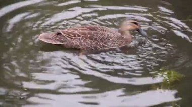 Diving Ducks
