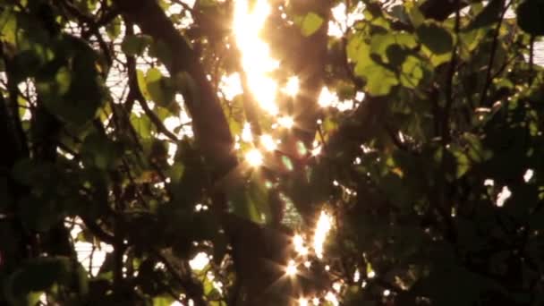 Светлые ветви — стоковое видео