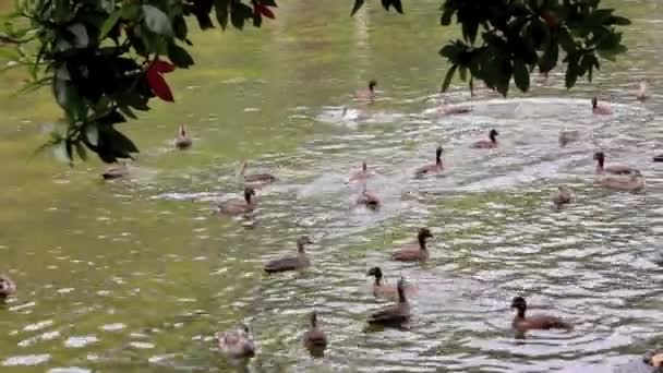 Diving Ducks 3 — Stock Video