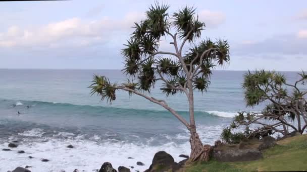 Burleigh Heads — Stok video