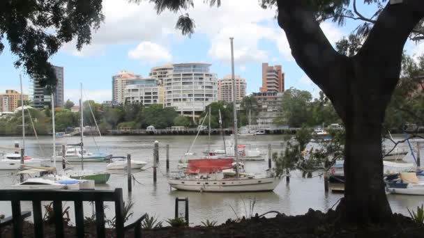 Giardini botanici di Brisbane — Video Stock