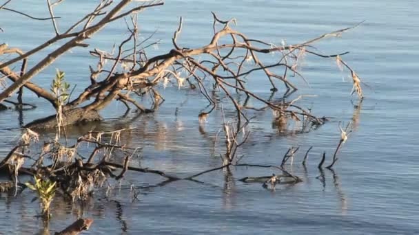 Starý drift dřevo strom leží ve zvlněné vodě při východu slunce. — Stock video