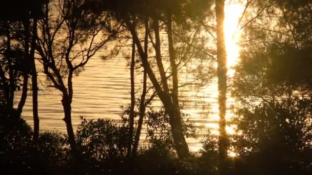 Funkelnde Reflexionen des Sonnenlichts auf dem Wasser durch Bäume bei Sonnenaufgang gesehen. — Stockvideo