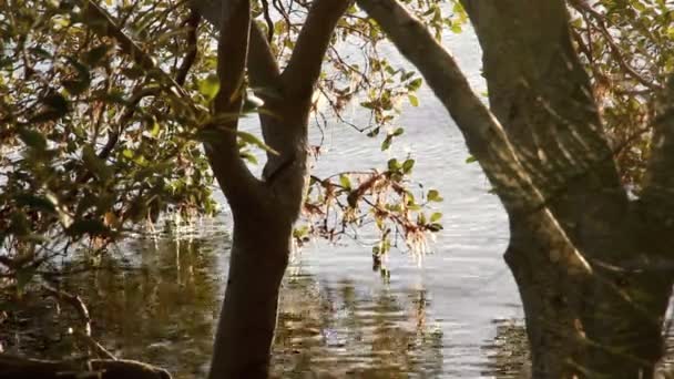 Water kabbelend op mangroven — Stockvideo
