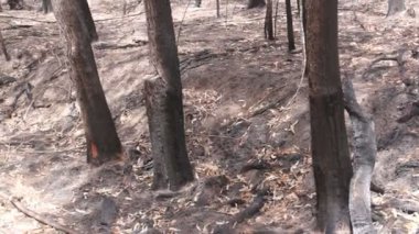 uitgebrand bos