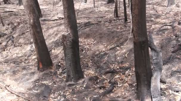 Bosque quemado — Vídeos de Stock