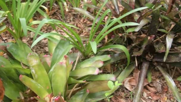 Orquídea de riego — Vídeo de stock