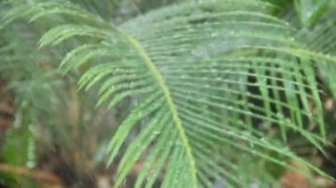 palmiye yaprak üzerinde su