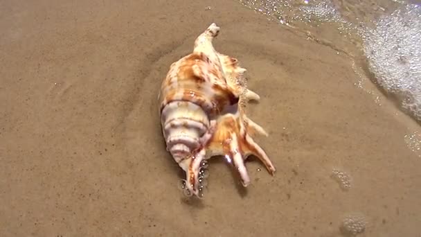Submerged Conch Shell — Stock Video