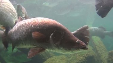 Barramundi balığı