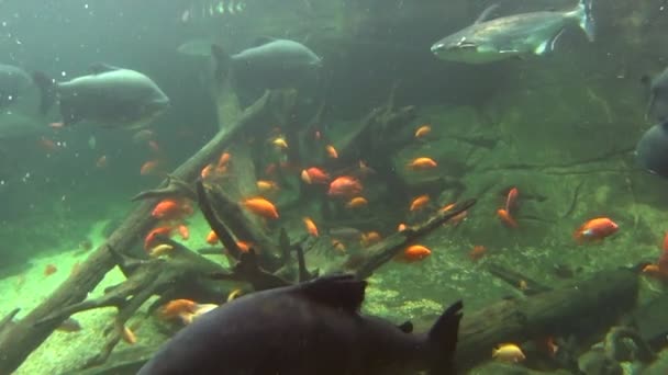 Grand poisson barramundi flottant immobile sous l'eau . — Video