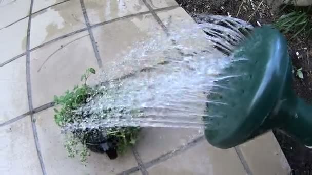 Watering can watering mint parsley and thyme seedlings in a teacup pot. — Stock Video