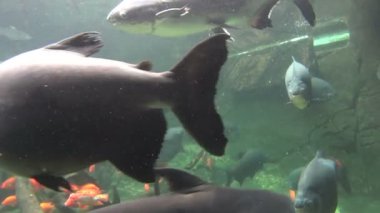 Pacu balığı