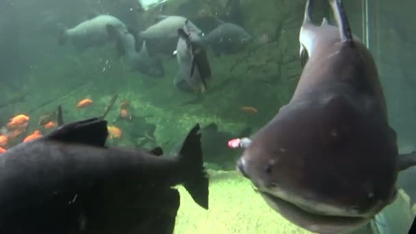 巨型鲶鱼 — 图库视频影像