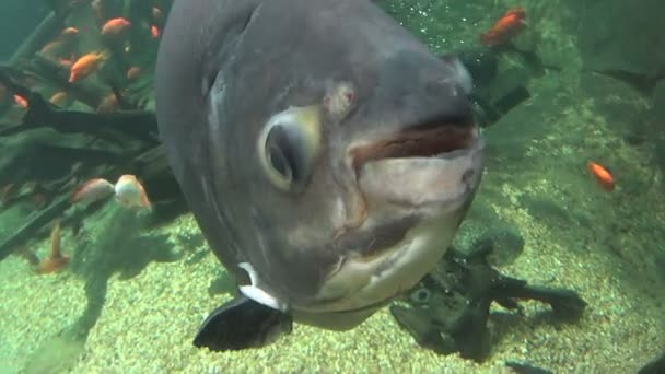 Pesce pacu — Video Stock