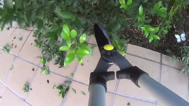 Pruning Shears — Stock Video