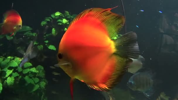 Bellissimi pesci discus rossi e arancioni che nuotano sott'acqua . — Video Stock