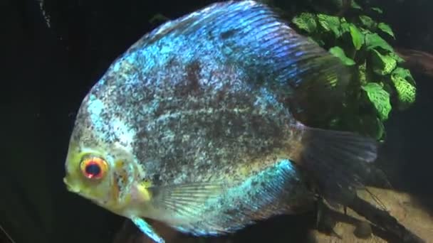Verschiedene schöne tropische Diskusfische schwimmen unter Wasser. — Stockvideo