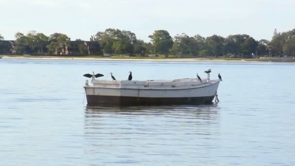 Zoom sui cormorani che riposano su una barca in una giornata tranquilla . — Video Stock