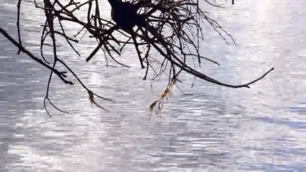 Ondulazione dell'acqua con rami in primo piano . — Video Stock