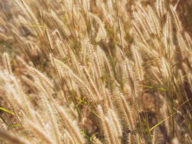 Yazın çimen tarlasında rüzgarla esen doğal sarı çimen çiçeği manzarası..