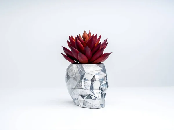 Maceta Plata Forma Calavera Con Planta Suculenta Roja Aislada Sobre —  Fotos de Stock