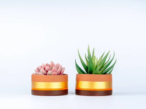 Green Pink Succulent Plants Two Terra Cotta Pots Isolated White — Photo