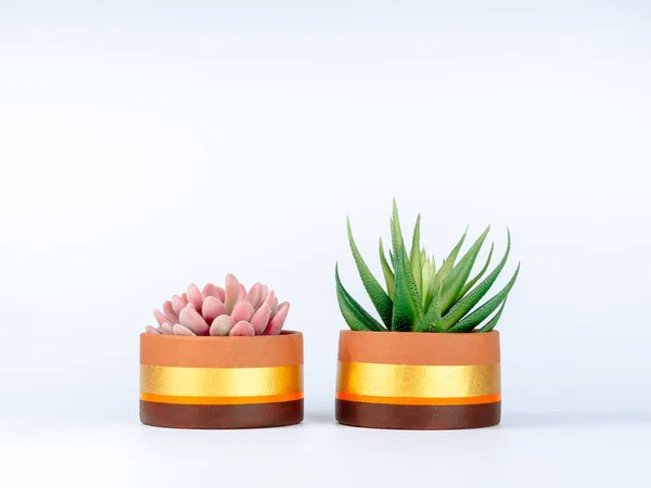 Green Pink Succulent Plants Two Terra Cotta Pots Isolated White — Fotografia de Stock