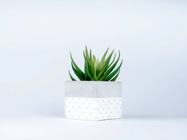 Green Succulent Plant Diy Painted Concrete Planters Isolated White Background — стоковое фото