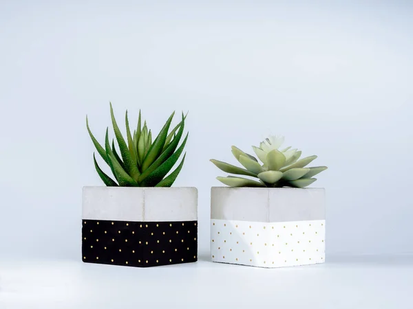 Two Kinds Green Succulent Plants Two Diy Painted Concrete Planters — стоковое фото
