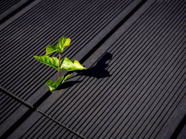 Yerde, fotokopi alanı olan yeşil bir filiz. Küçük ağaç bitkisi canlandı. Yeni yaşam gelişimi ekolojisi gelişim sektörü finans. Dünya Günü konsepti.