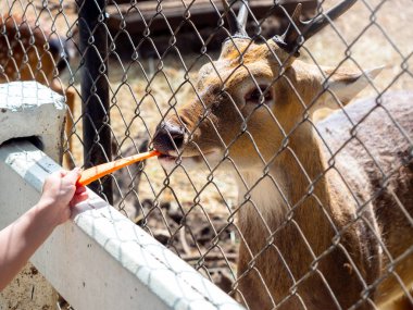 Hayvanat bahçesindeki geyiği beslemek. Kafesteki geyik, çocuğun eliyle beslenen bir havuç parçası yiyor..