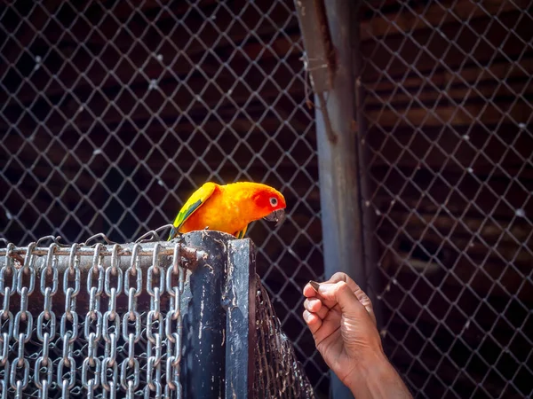 Sun Conure Papağan Kuşu Hayvanat Bahçesindeki Kafeste Zincirli Kapının Üzerinde — Stok fotoğraf