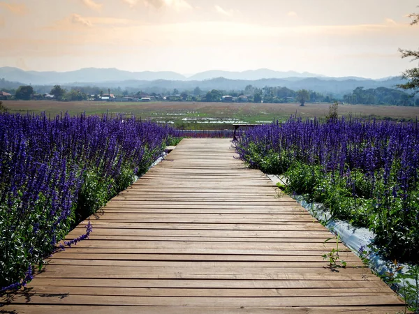 Вуден Мост Через Фиолетовый Цветочный Сад Ведущий Красивому Пейзажу Местной — стоковое фото