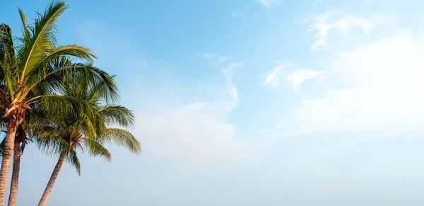 青い空とコピースペースの雲の背景に晴れた日に新鮮なヤシの木と夏のビーチバナーパノラマ 夏のビーチバケーションのコンセプト — ストック写真