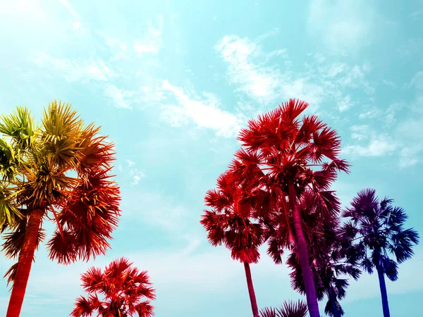 Colorate Palme Cocco Sul Cielo Blu Estivo Bellissimo Sfondo Tropicale — Foto Stock