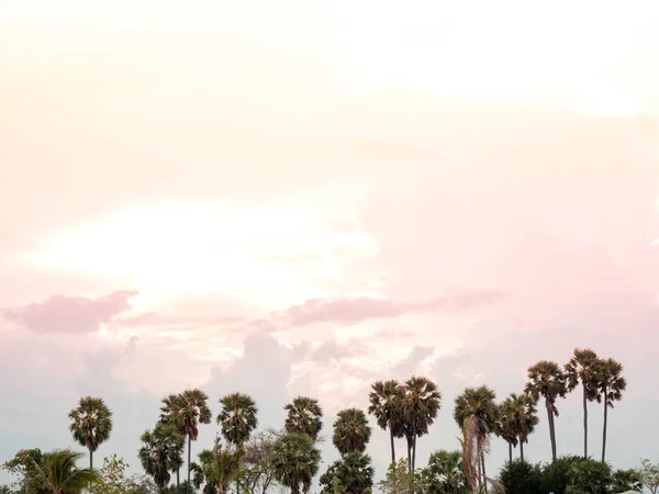 Una Fila Palmeras Coco Fondo Del Cielo Azul Verano Hermoso —  Fotos de Stock