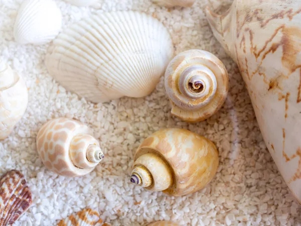 Close Seashell Background Various Colorful Kinds Shapes Seashell White Small — Stock Fotó