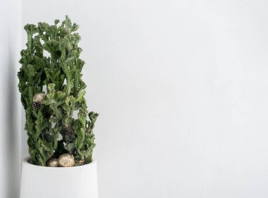 Beyaz tencere dekoru içinde yeşil sulu bitkinin ev içi zarifliği, yumuşak beyaz kompozisyon. Güzel yeşil kaktüs yaprakları büyük çimento tenceresinde beyaz arka planda fotokopi alanı ile, minimal stil.