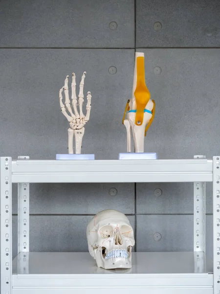 White human anatomy skull with medical numbers, hand and knee, bones model on shelf on cement background, vertical style. Vision scientific human head skeleton. Science, physical, medical concept.