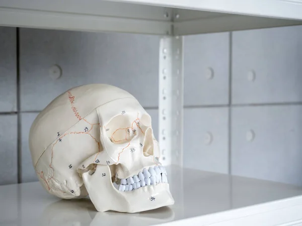 Close up of white human anatomy skull model with medical numbers on shelf on cement background with copy space. Vision scientific human head skeleton skull. Science, physical, medical concept.