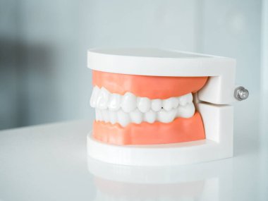Close up of denture tooth, side view ,acrylic human jaw model on white table isolated on grey background. Plastic artificial human teeth for studying oral hygiene in the dental clinic.