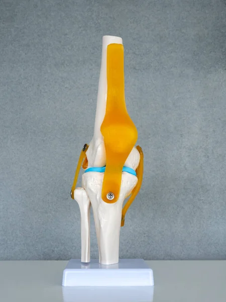Close-up white human anatomy model of knee, knee-joint, patella and leg tendons on shelf on grey background in doctor room. Vision scientific human skeleton. Science, physical, medical concept.