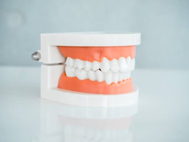 Close up of denture tooth, side view ,acrylic human jaw model on white table isolated on grey background. Plastic artificial human teeth for studying oral hygiene in the dental clinic.