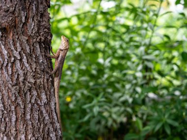 Tayland sarısı kahverengi bukalemun kertenkelesi ağaç gövdesine tünemiş yeşil doğa üzerinde bokeh arkaplan ile fotokopi alanı.