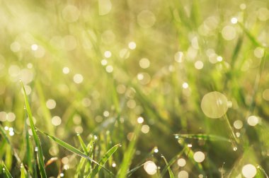 çimen çiy closeup ile